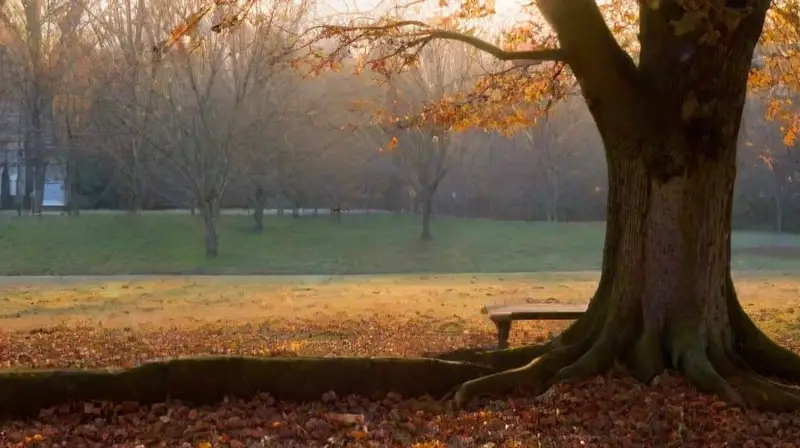 Una despedida solitaria en el parque al atardecer