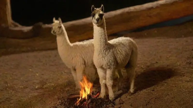 Llamas junto a fogata en habitación rústica