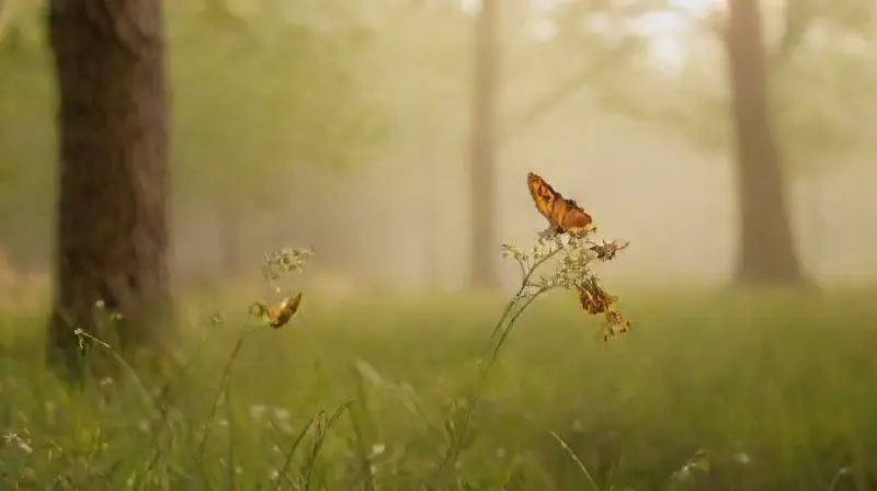 Mariposas danzan en un amanecer natural