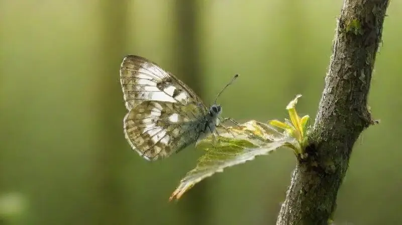 Un claro forestal retrata melancólica soledad