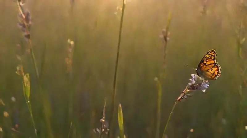 Prado vibrante con mariposas al atardecer
