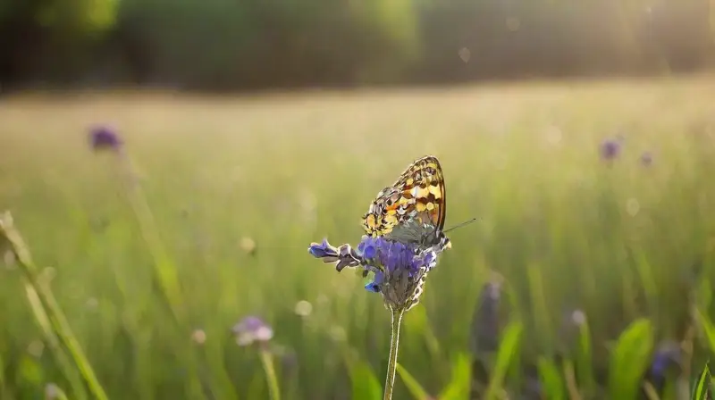 Pradera soleada con mariposas en vuelo