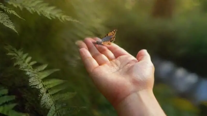 Bosque sereno al atardecer con mariposas