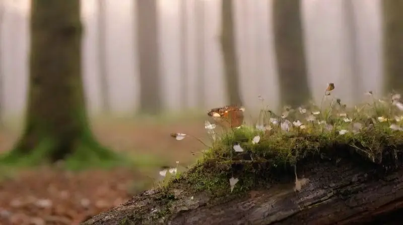 Un claro forestal sereno al crepúsculo