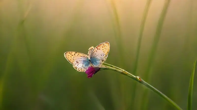 Prado vibrante con mariposas bajo luz dorada